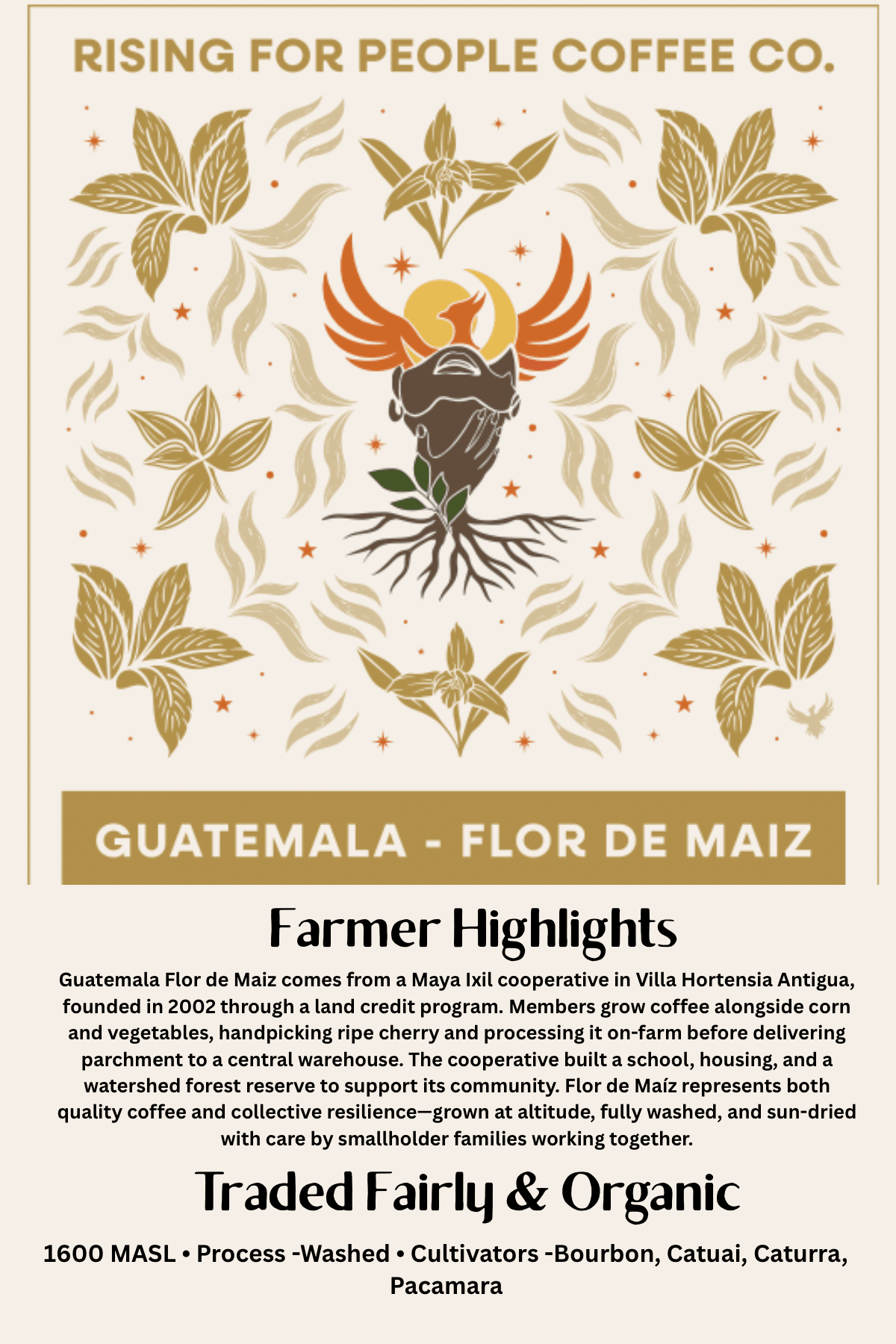 Guatemala Medium Dark Roast Coffee Beans | Rising For People — medium-dark roast — Rising For People Coffee, Reno NV — image 3