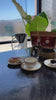 Rising for People Coffee bag—Organic Honduras light roast coffee